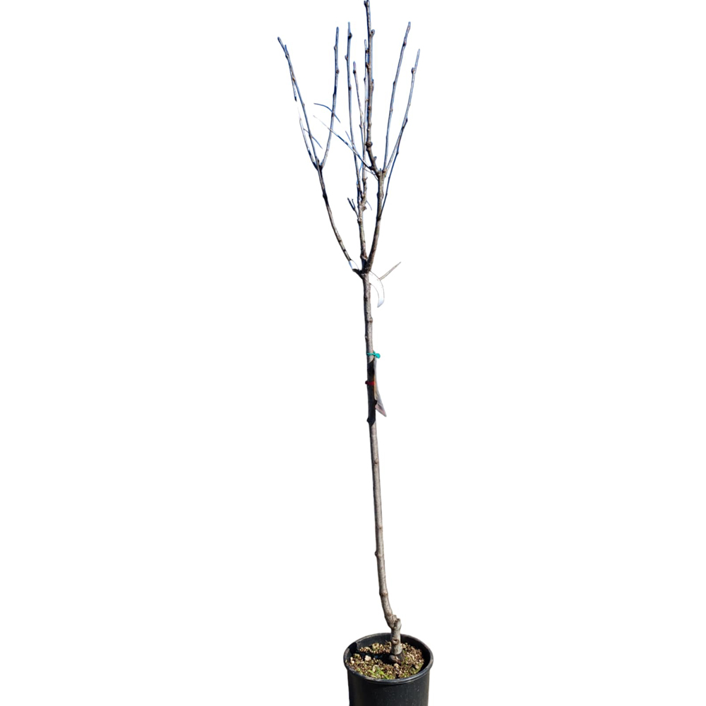 Scorus (Sorbus domestica), D24 cm, H 125 cm