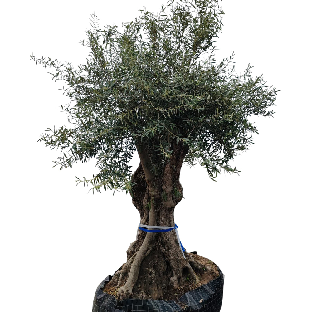 Maslin Olea Europaea Triple, H 3 m
