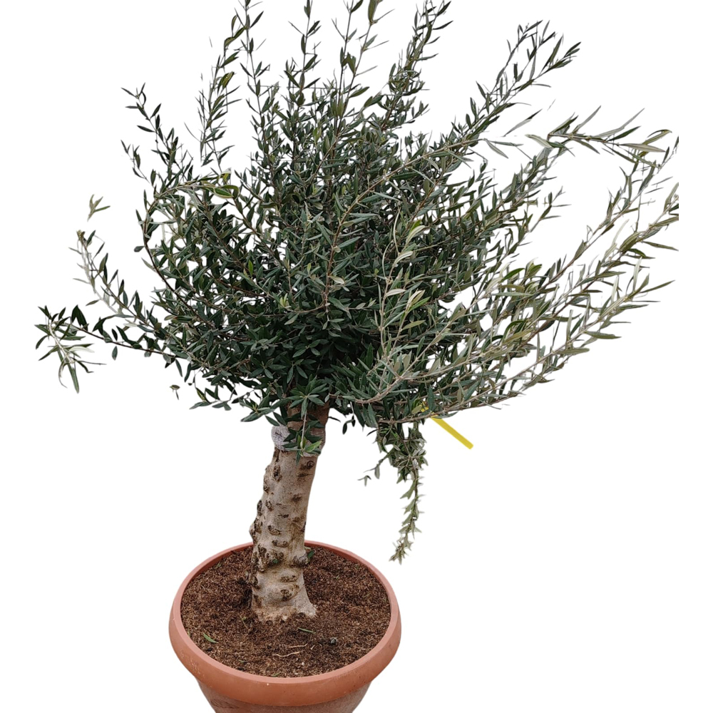 Maslin Olea Europaea Tosca, D 40 cm, H 100 cm