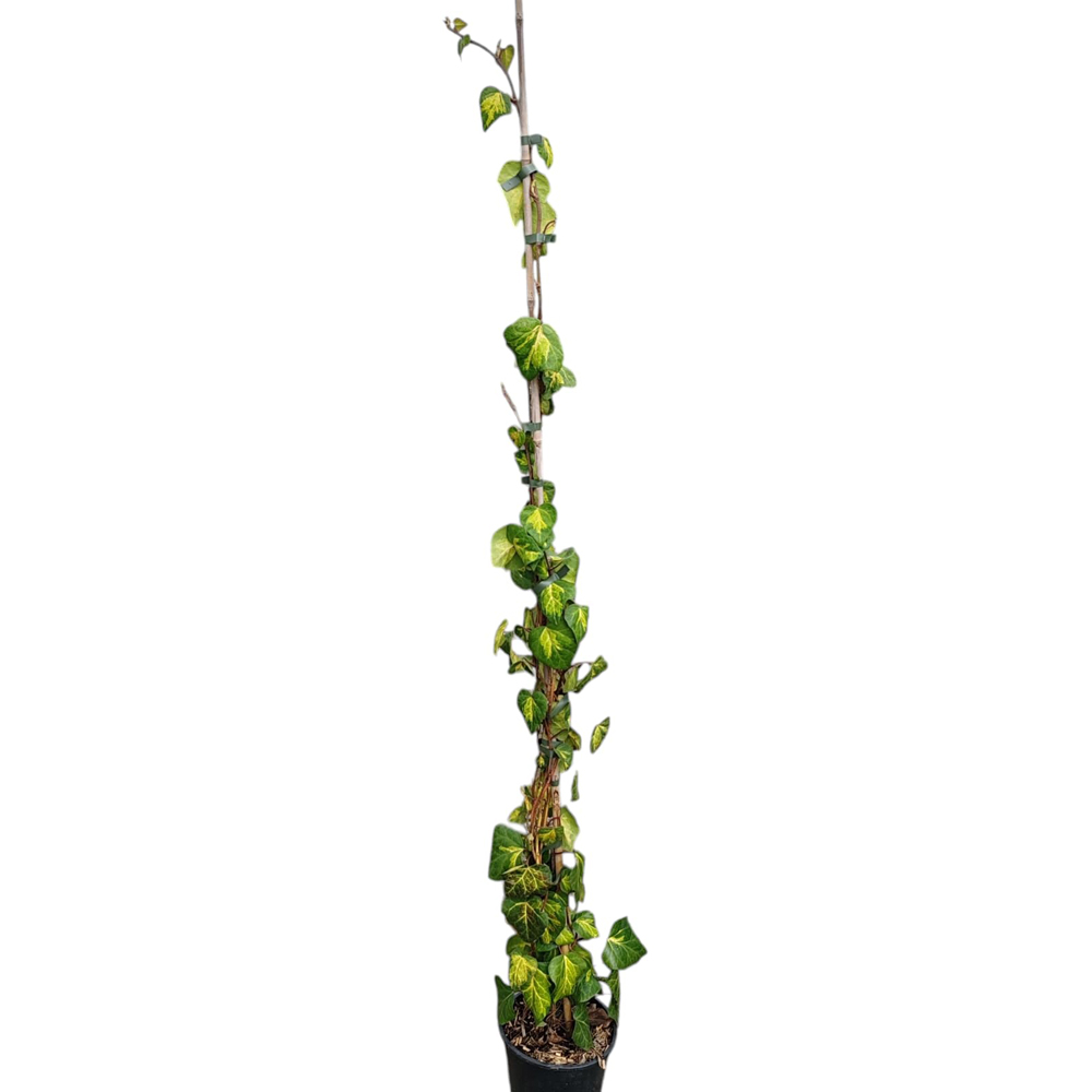 Planta Cataratoare Mix Iedera, D 18 cm, H 100 cm