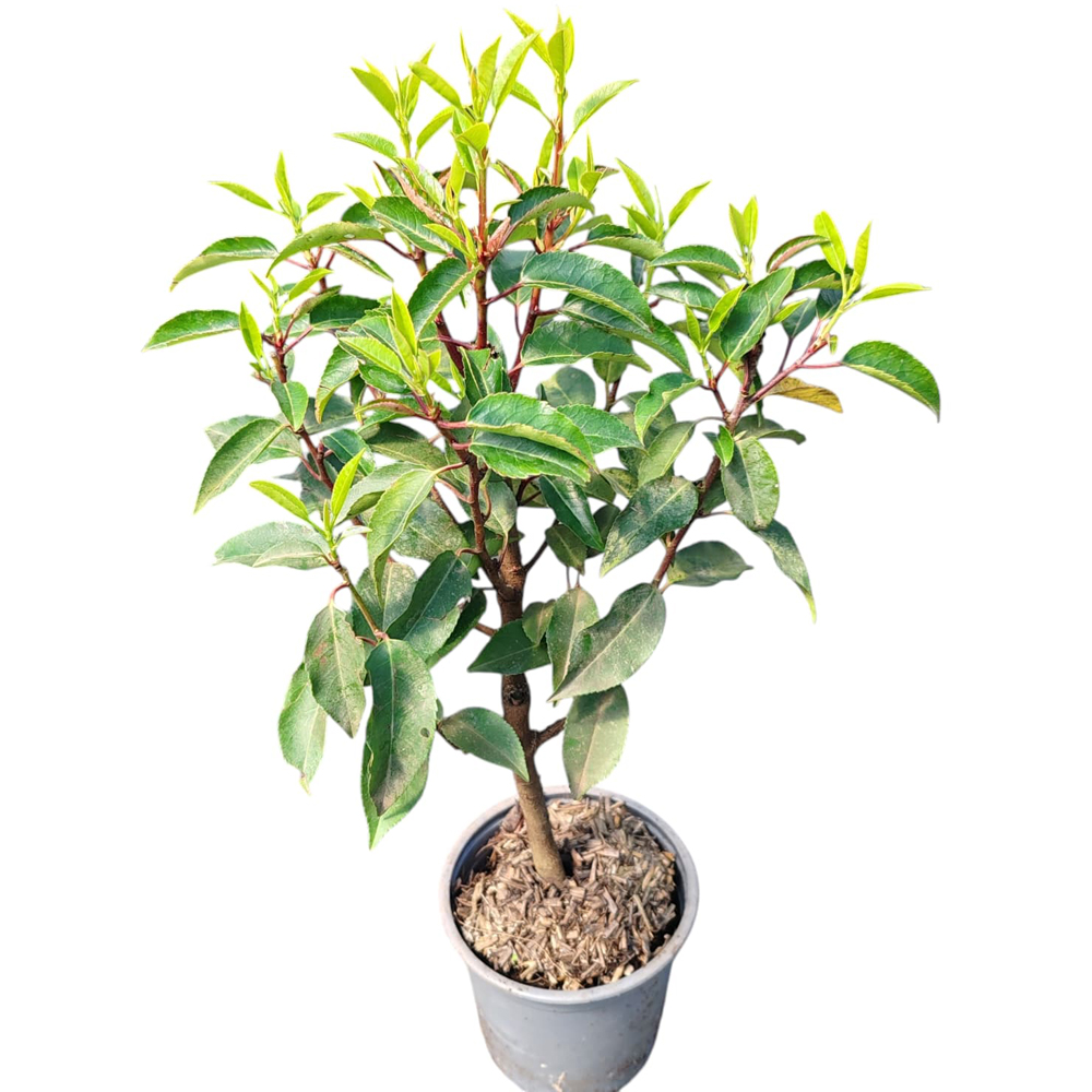 Prunus Lusitanica Angustifolia, D 13 cm, H 25 cm