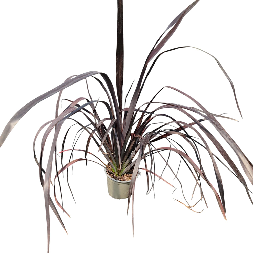 Planta Ornamentala Phormium Variegato, D 13 cm, D 30 cm