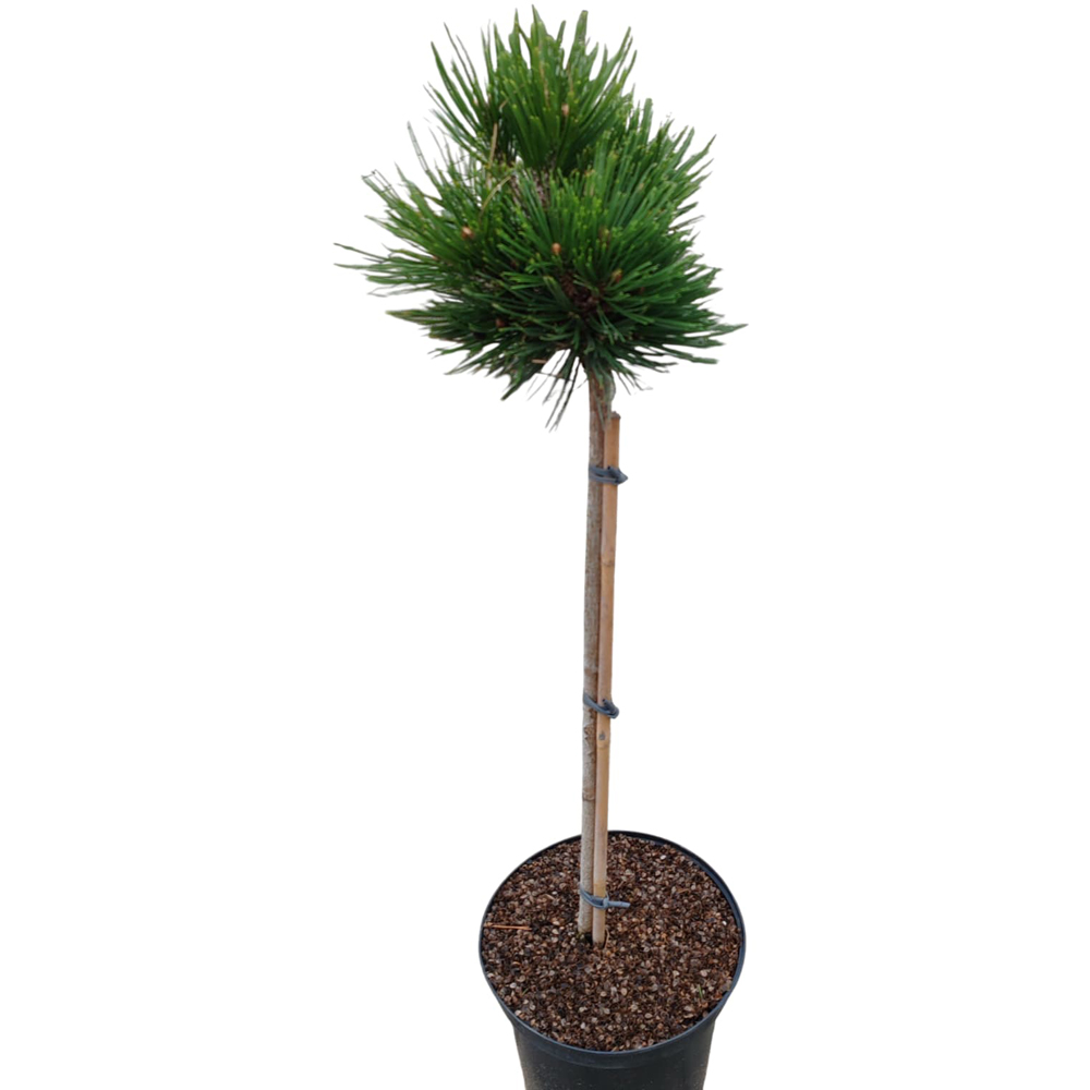 Conifer Ornamental Pinus Leucodermis Schmidtii, H 100 cm