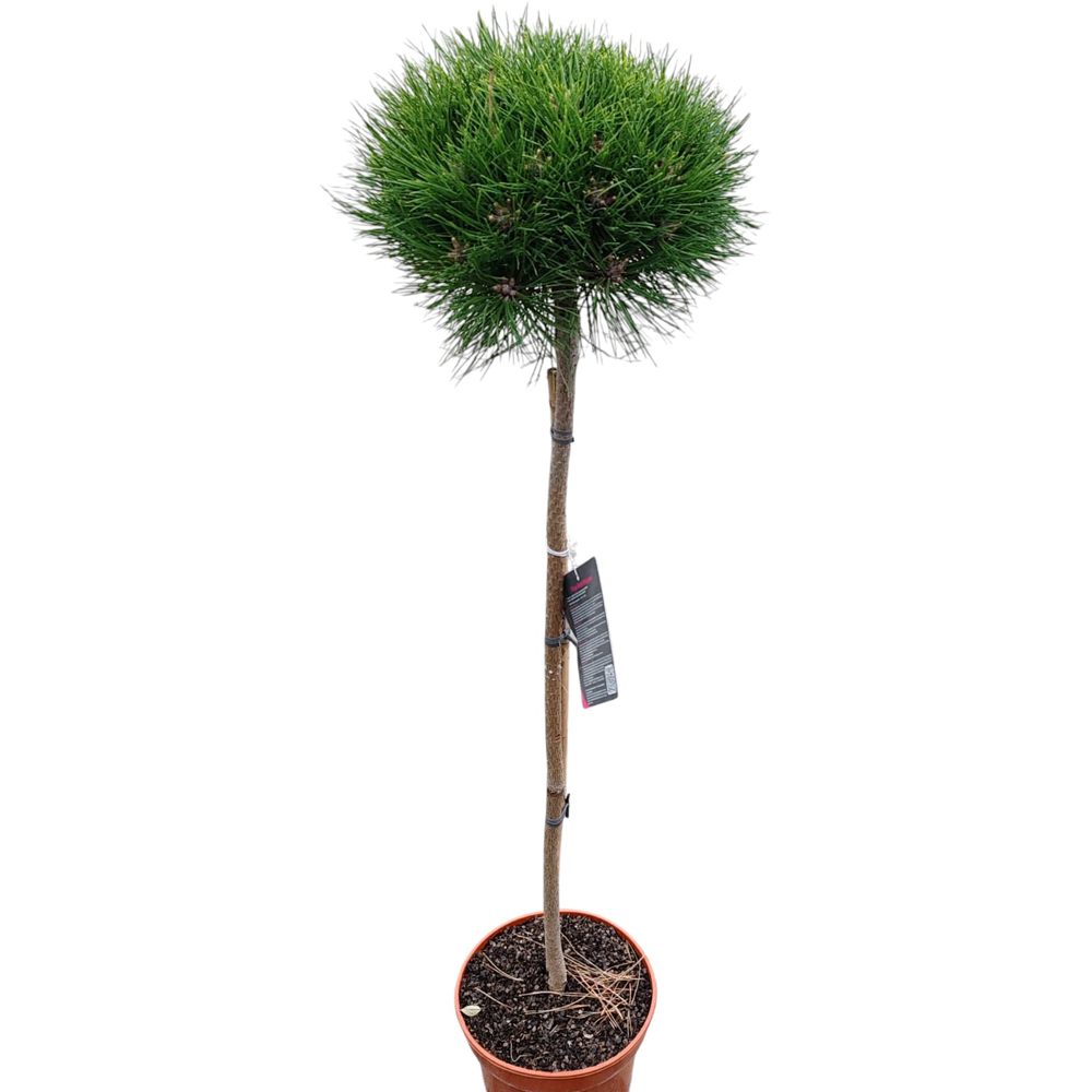 Conifer Ornamental Pinus Nigra Marie Bregeon, H 100 cm