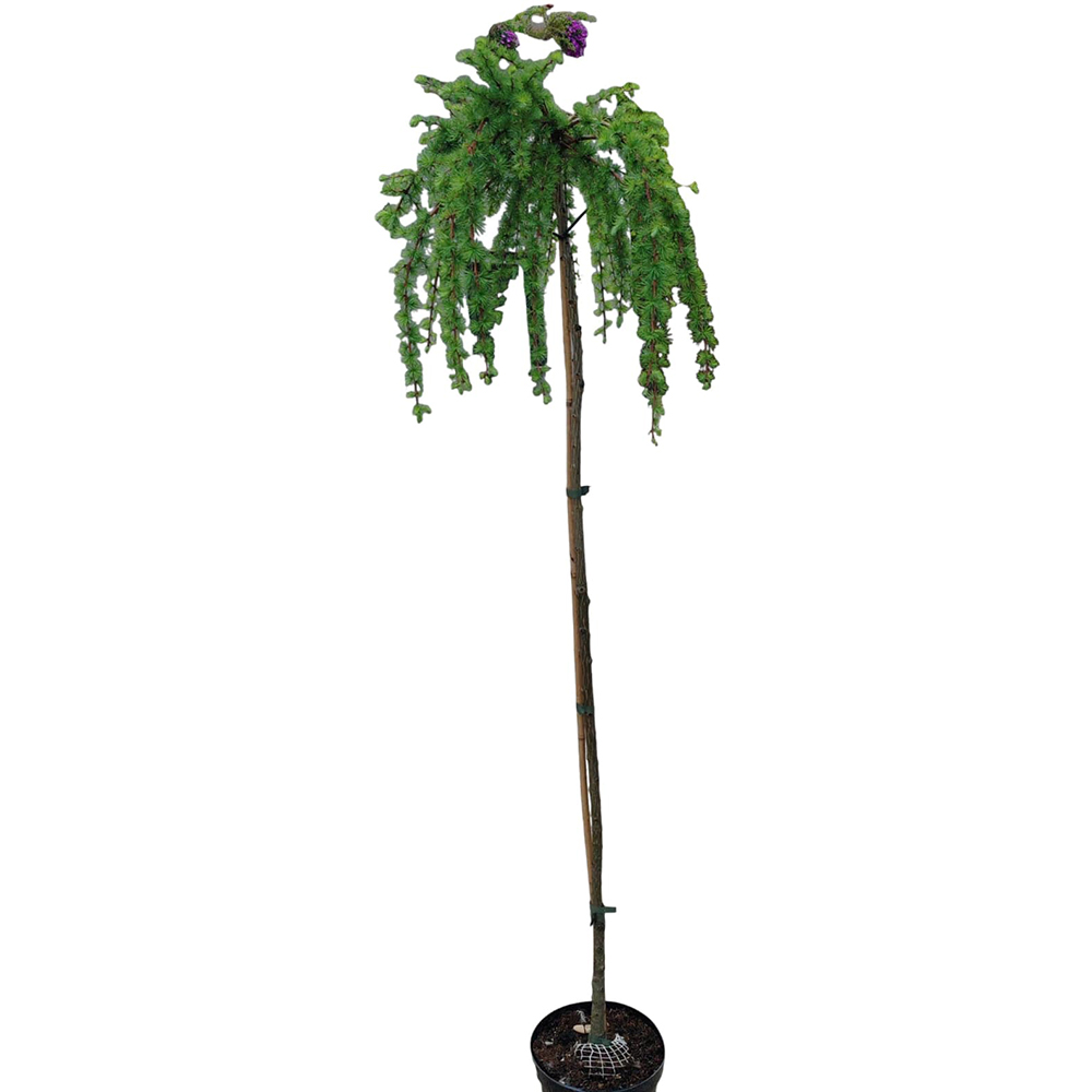 Zada pendula, H 150 cm