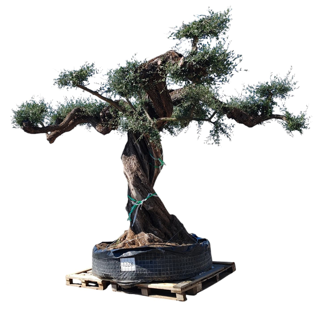 Maslin Olea Europaea Farga, H 2.5 m