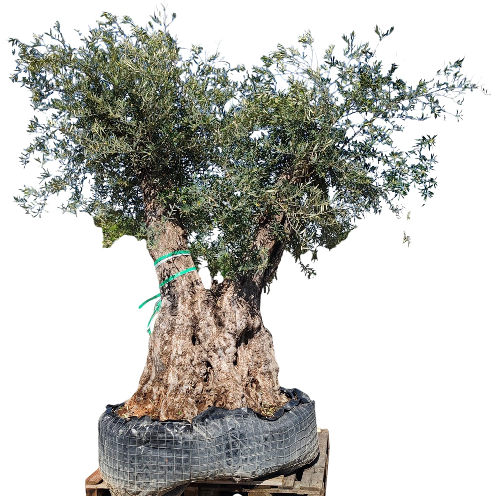 Maslin Olea Europaea Provincial, H 3 m