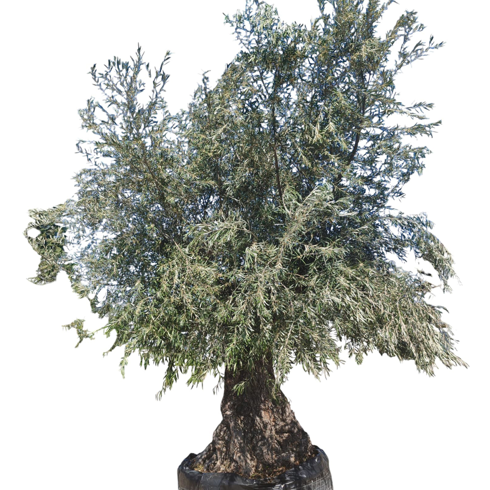 Maslin Olea Europaea, H 4 m