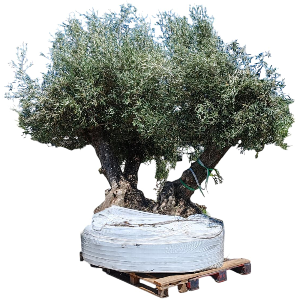 Maslin Olea Europaea Triple Trunk, H 3 m