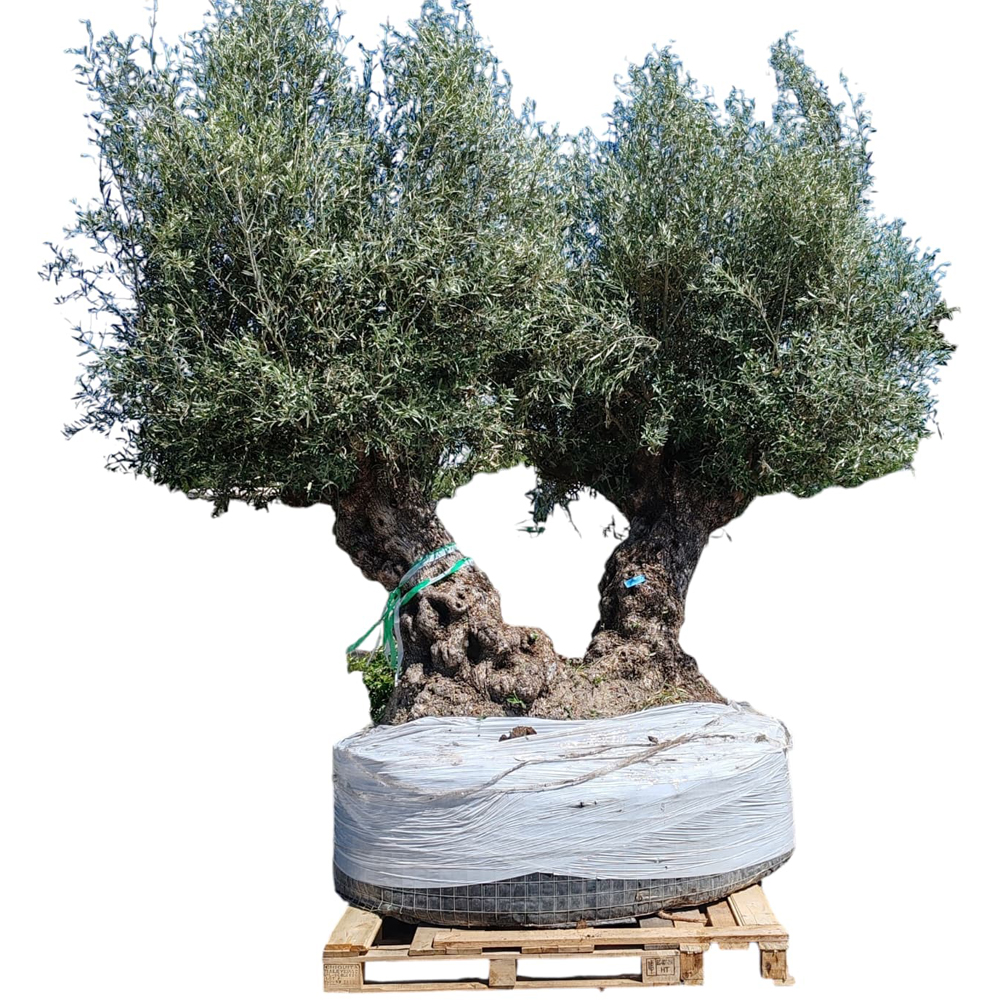 Maslin Olea Europaea Double Trunk, H 3 m