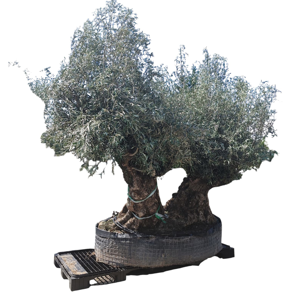 Maslin Olea Europaea Double Trunk Netting, H 3 m