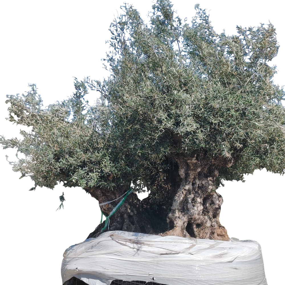 Maslin Olea Europaea Triple Trunk Netting, H 3 m