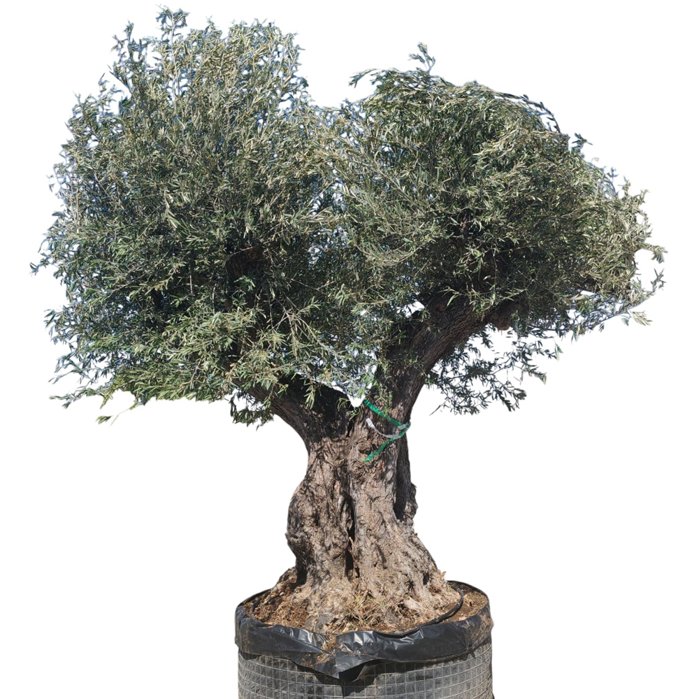 Maslin Olea Europaea Portugal, H 3.3 m