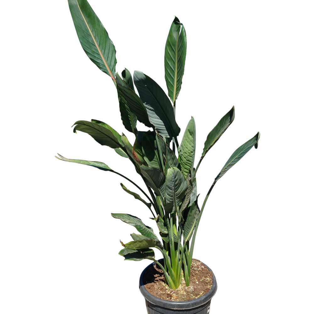 Pasarea Paradisului Reginae, H 1.4 m