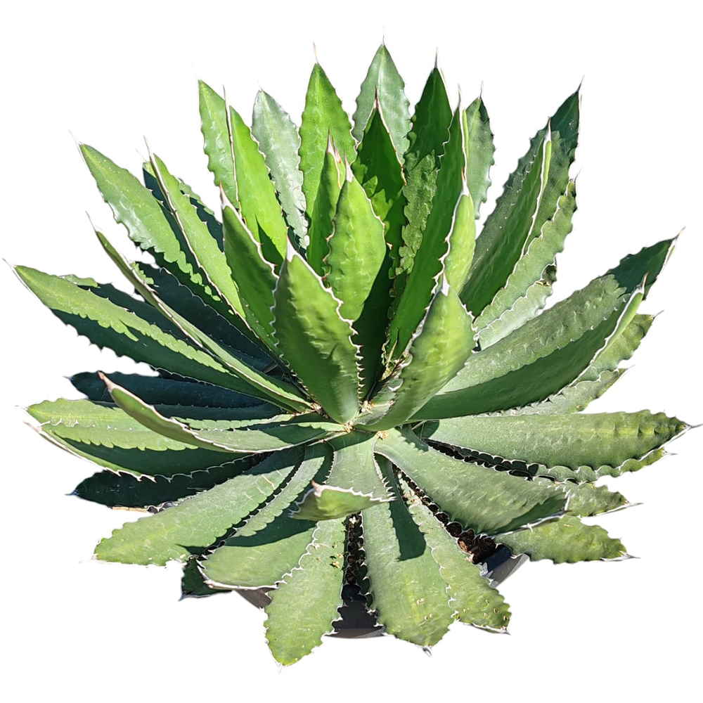 Agava Mix Bol, H 50 cm