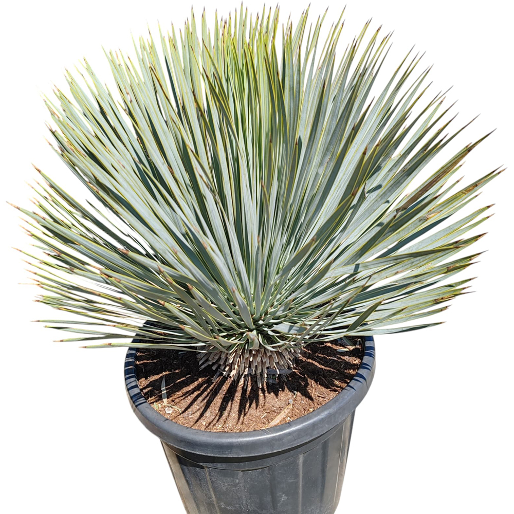 Yucca Rostrata, H 50 cm