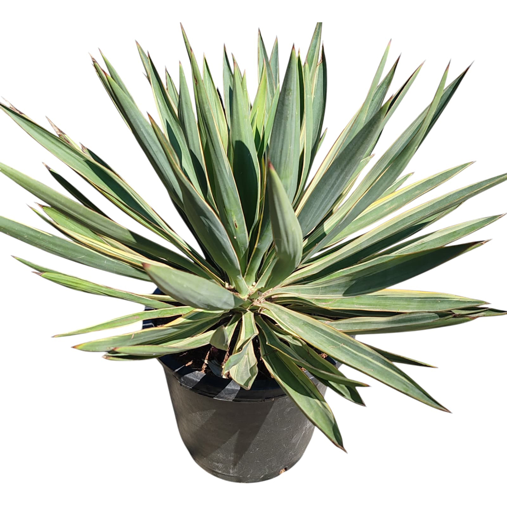 Yucca Gloriosa Variegata, H 40 cm