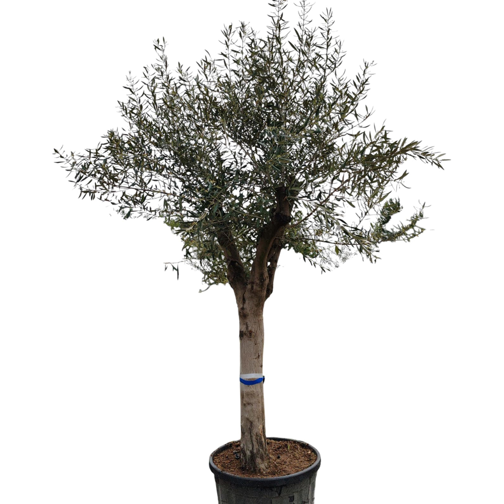 Maslin Olea Europaea, H 1.7 m