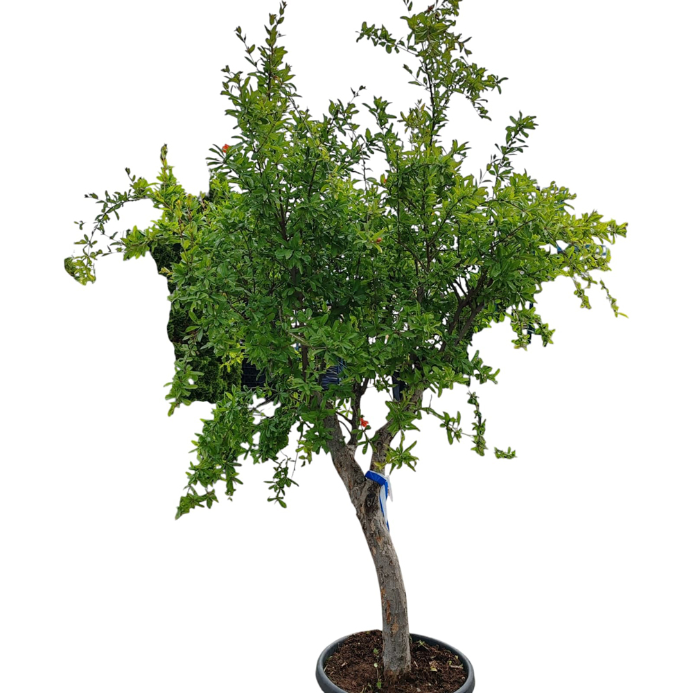 Rodie (Punica granatum), H 1.8 m
