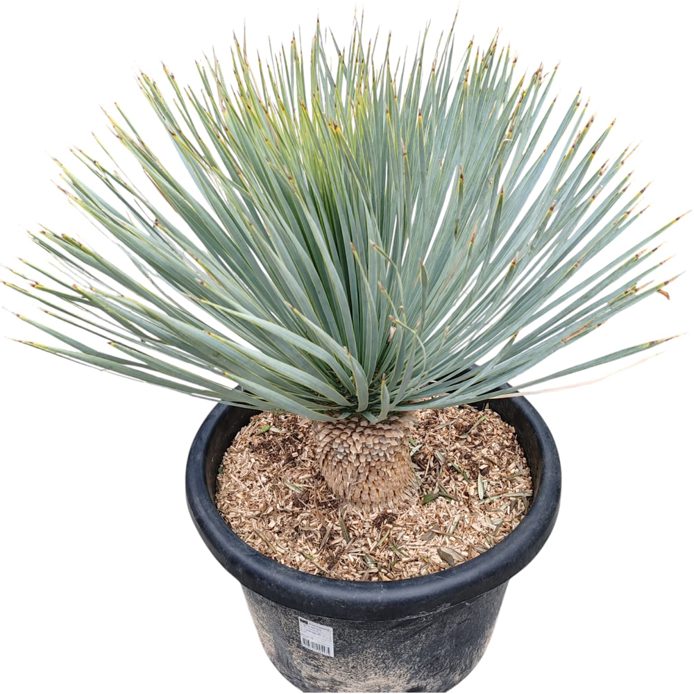 Yucca albastra, H 80 cm