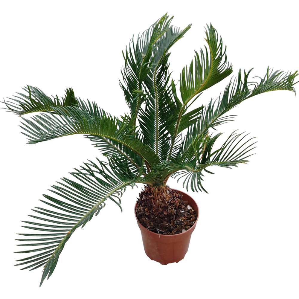Palmier Sago, H 60 cm