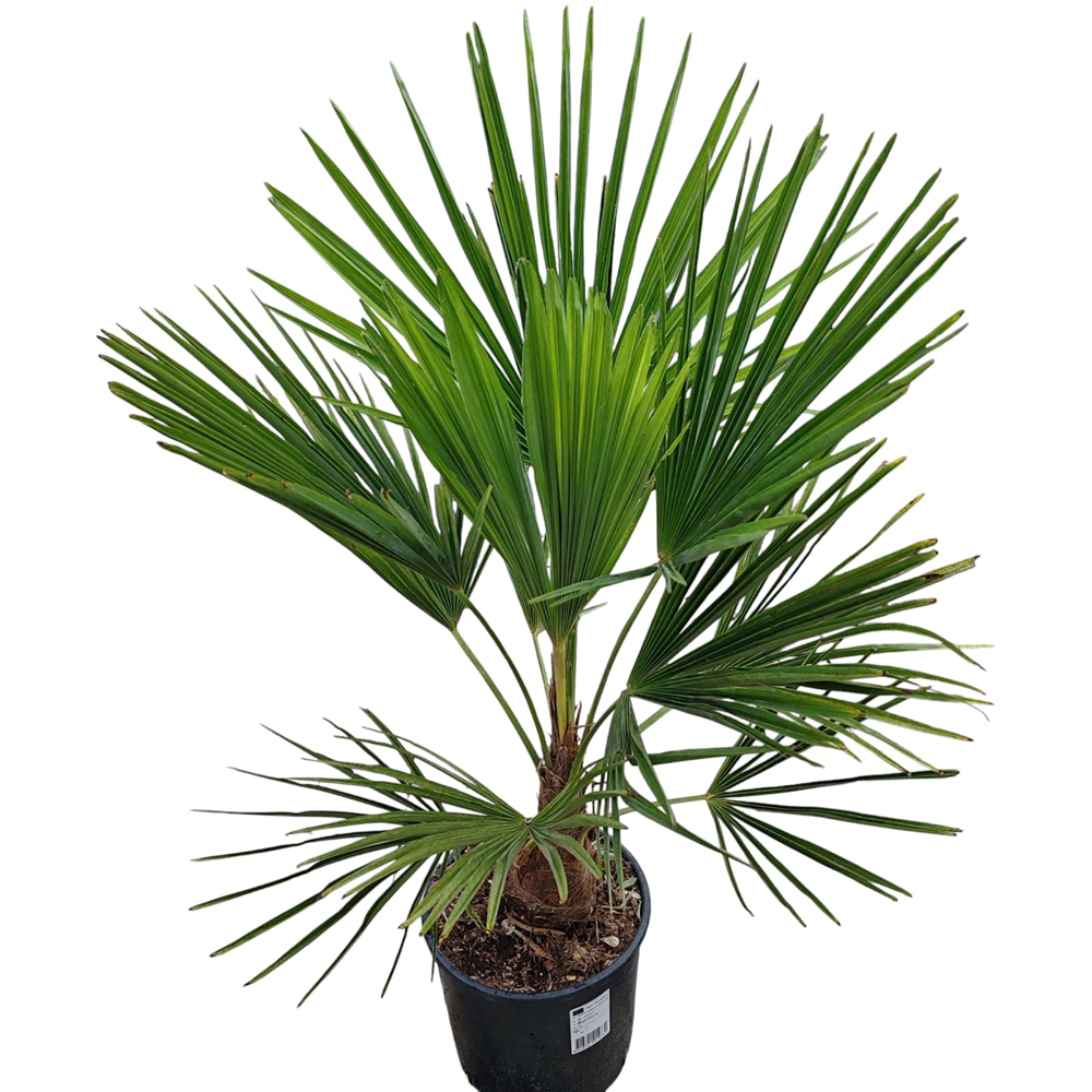 Palmier de moara (Trachycarpus fortunei), H 70 cm