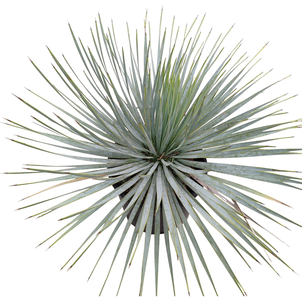 Yucca albastra, H 50 cm