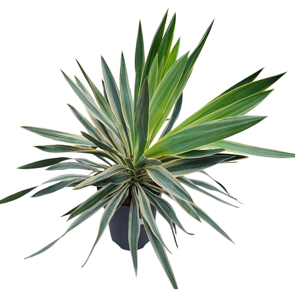 Yucca variegata, H 60 cm
