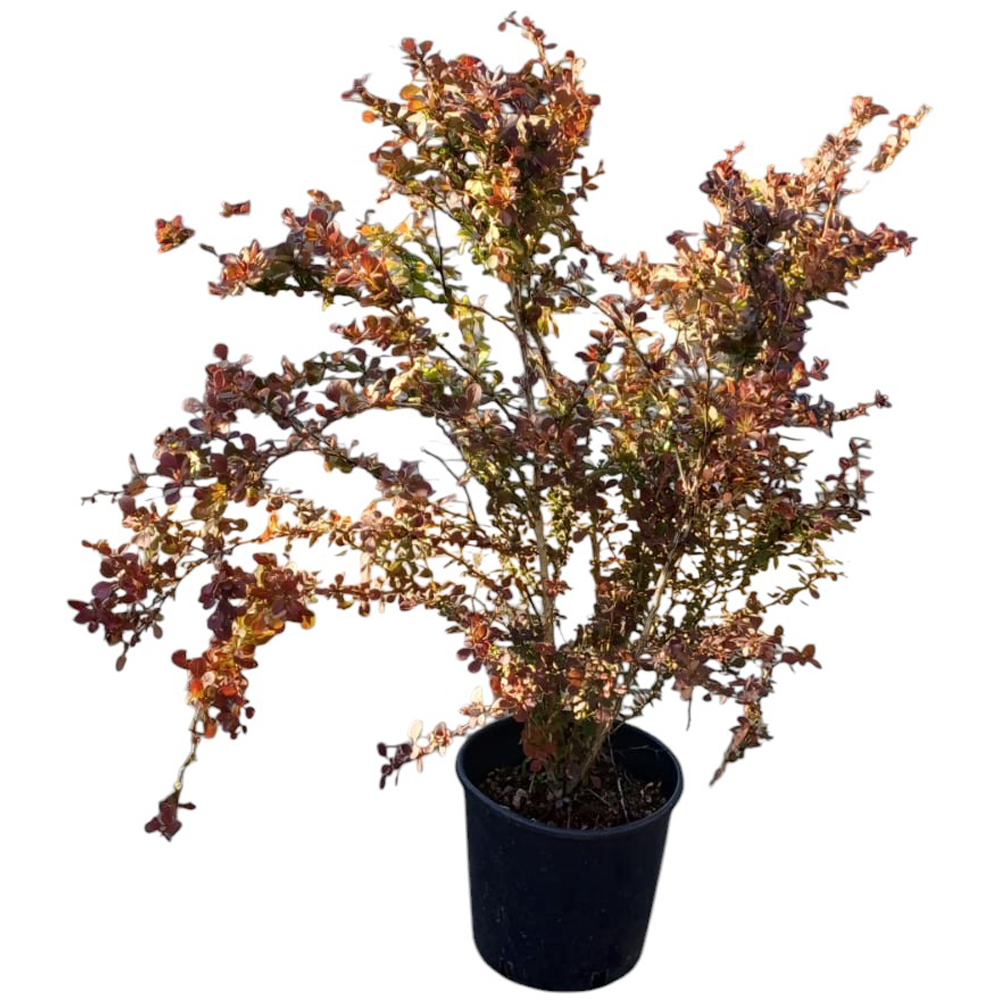 Dracila (Berberis), H 40 cm