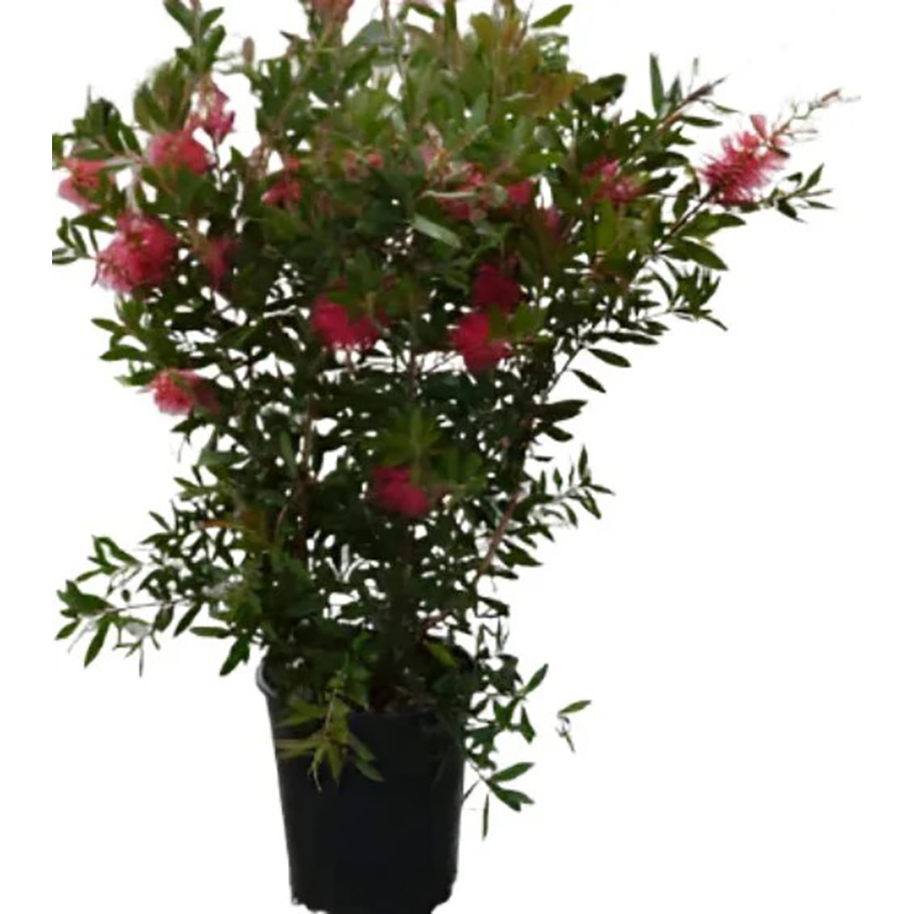 Arborele periuta de sticla (Callistemon citrinus), H 160 cm