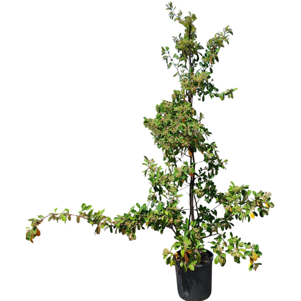 Cotoneaster de lapte (Cotoneaster lacteus), H 150 cm