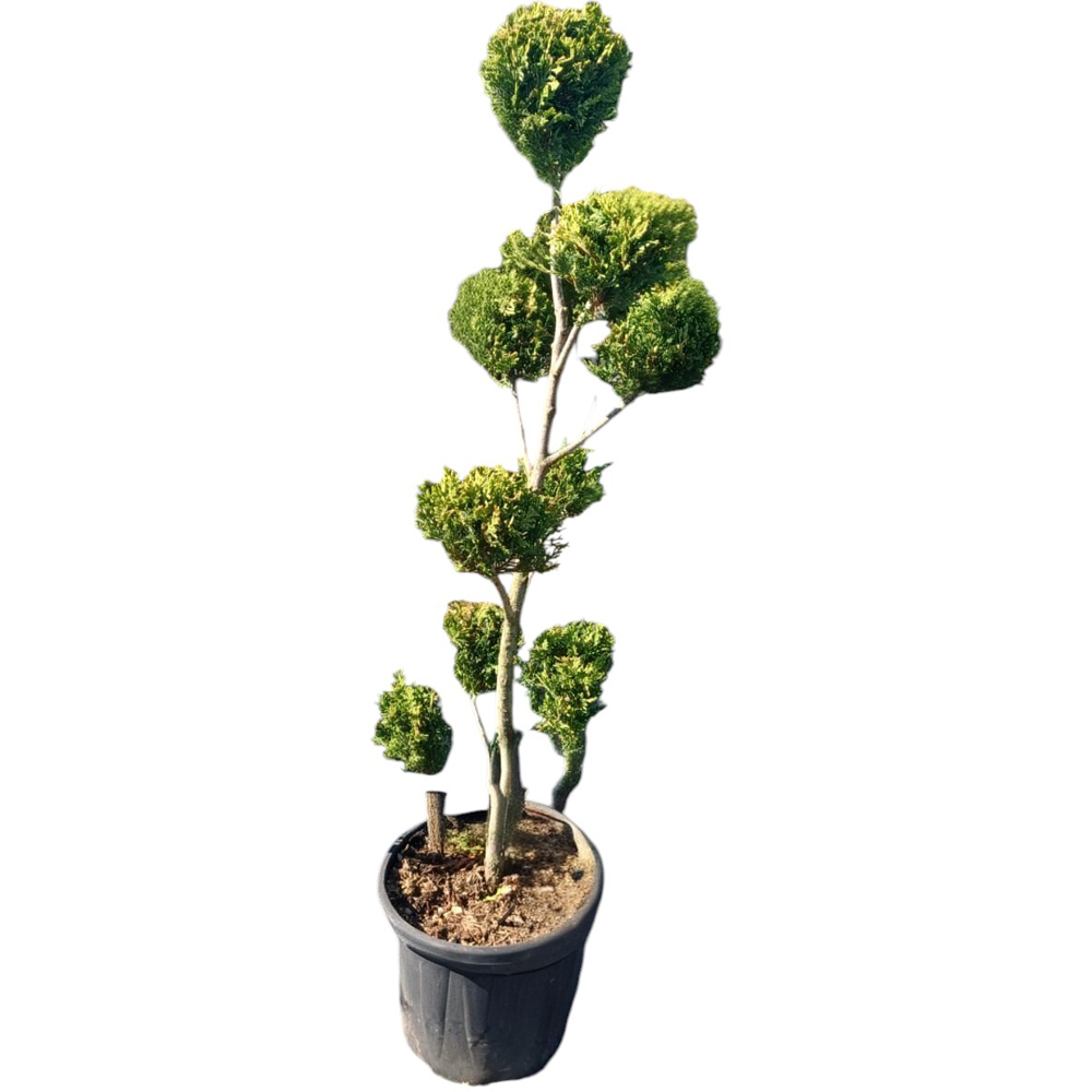 Chiparos Leyland Pon Pon (Cupressocyparis leylandii 'Pon Pon'), H 120 cm