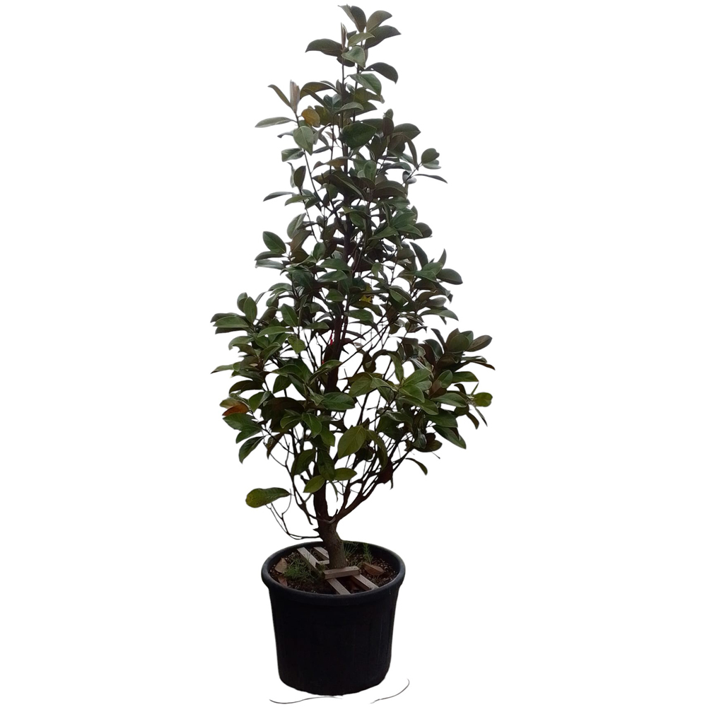 Magnolie vesnic verde (Magnolia gallissoniensis), H 200 cm