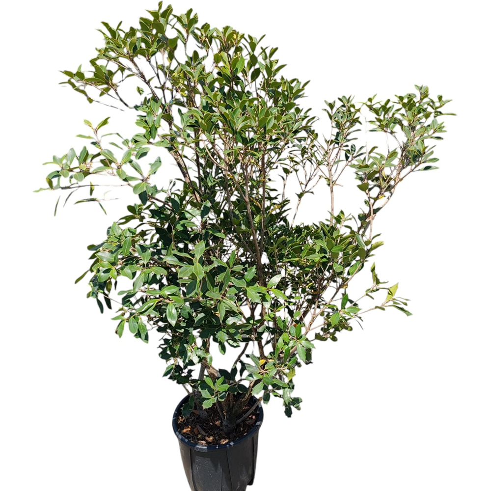 Osmanthus cu frunze de ilice (Osmanthus ilicifolius), H 150 cm