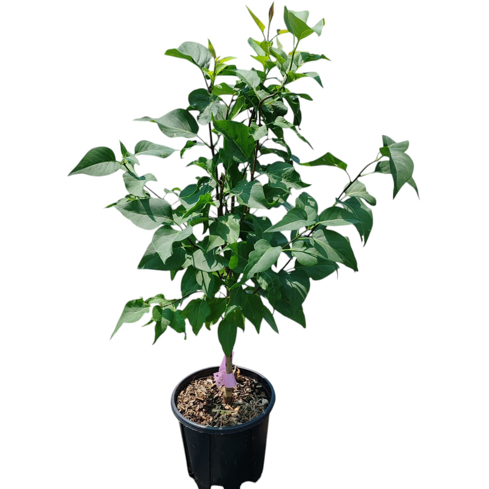 Liliac (Syringa sp.), H 70 cm