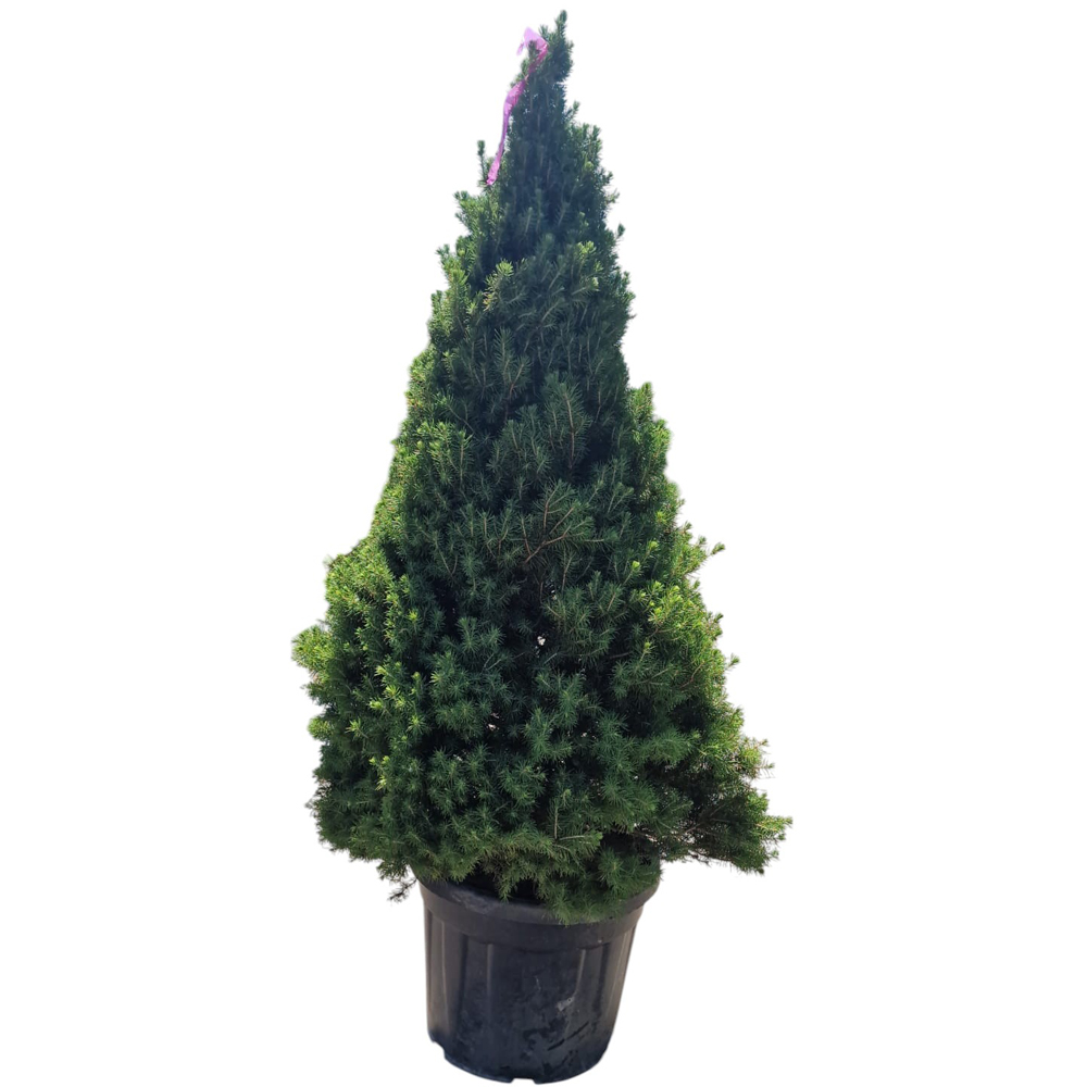 Tisa Hicksii (Taxus media 'Hicksii'), H 100 cm