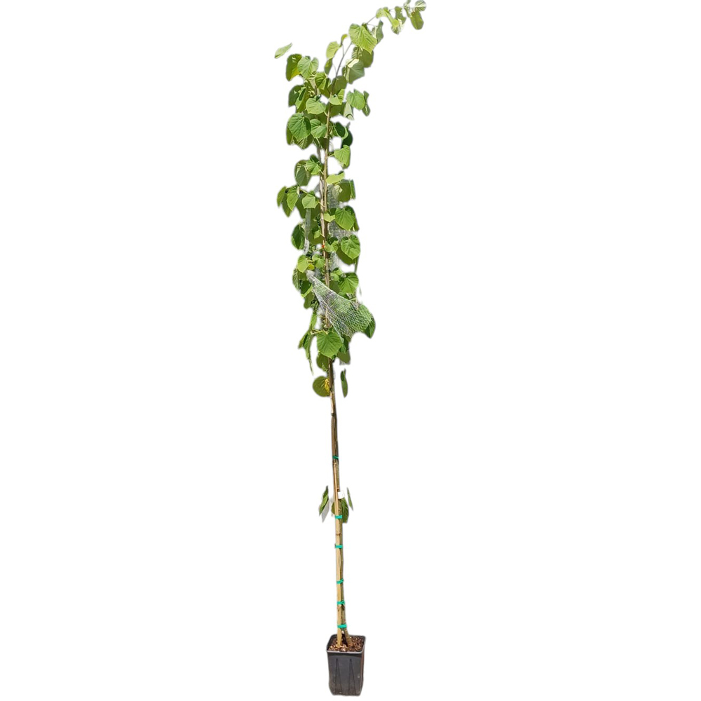 Tei argintiu (Tilia hybrida 'Argentea'), H 160 cm