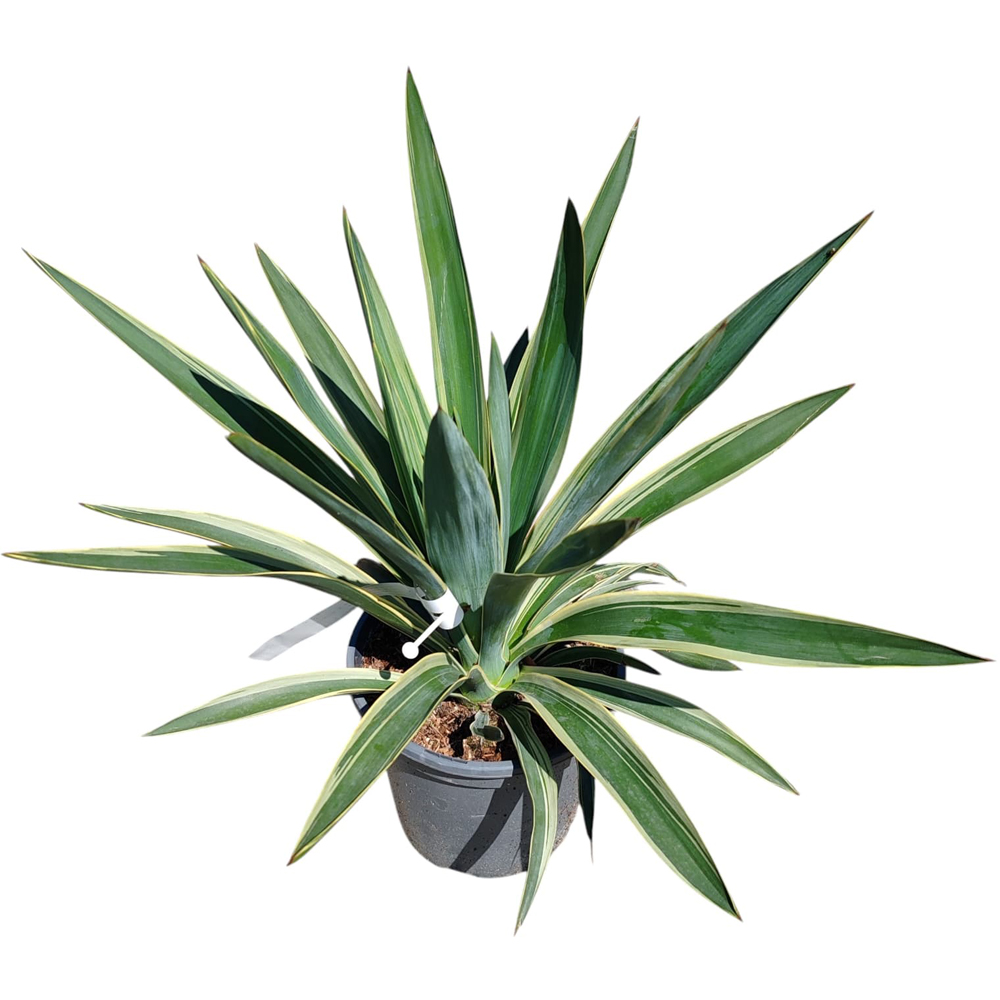 Yucca variegata (Yucca gloriosa 'Variegata'), H 30 cm