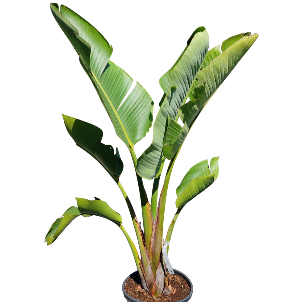 Pasarea paradisului alba (Strelitzia augusta), H 100 cm