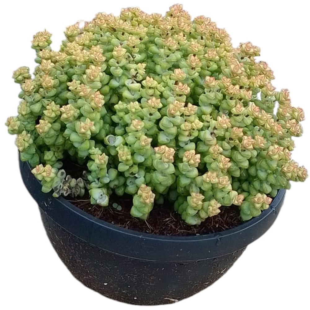 Arborele de jad mix (Crassula mix), H 20 cm