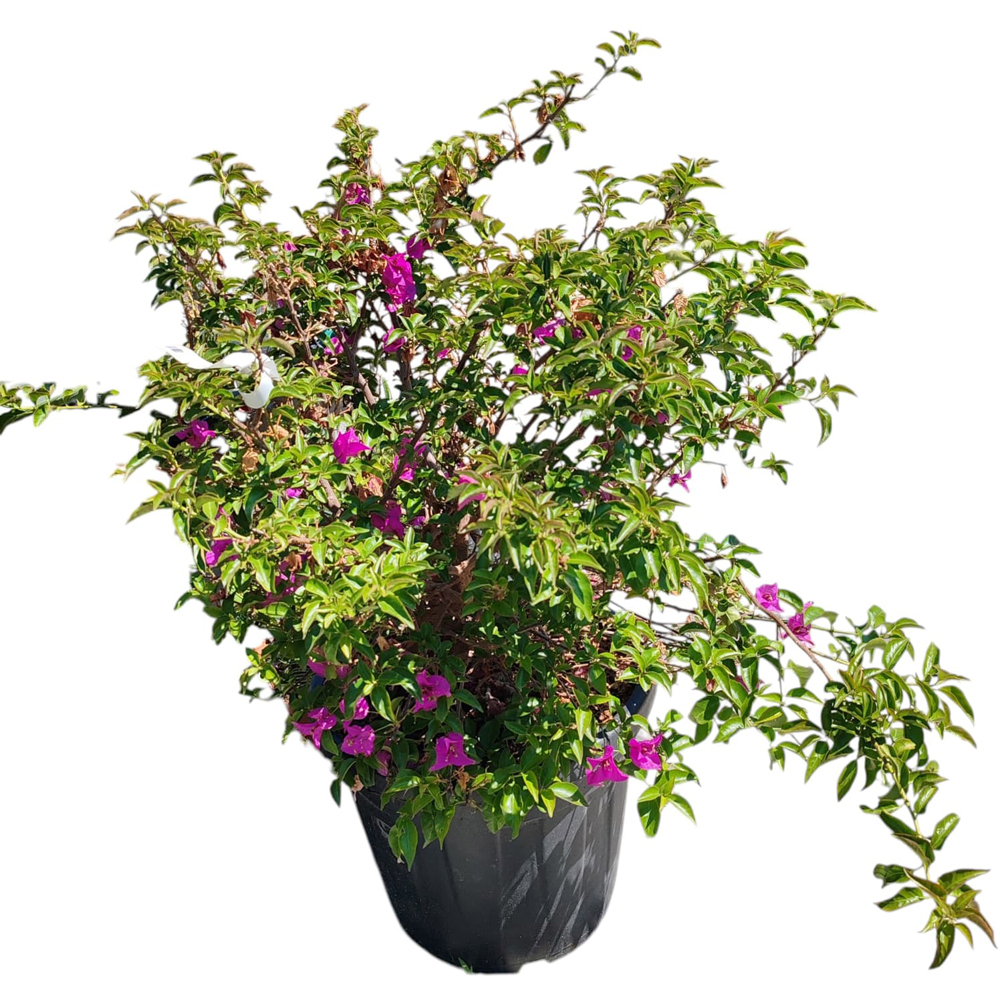 Bougainvillea (Bougainvillea), H 60 cm