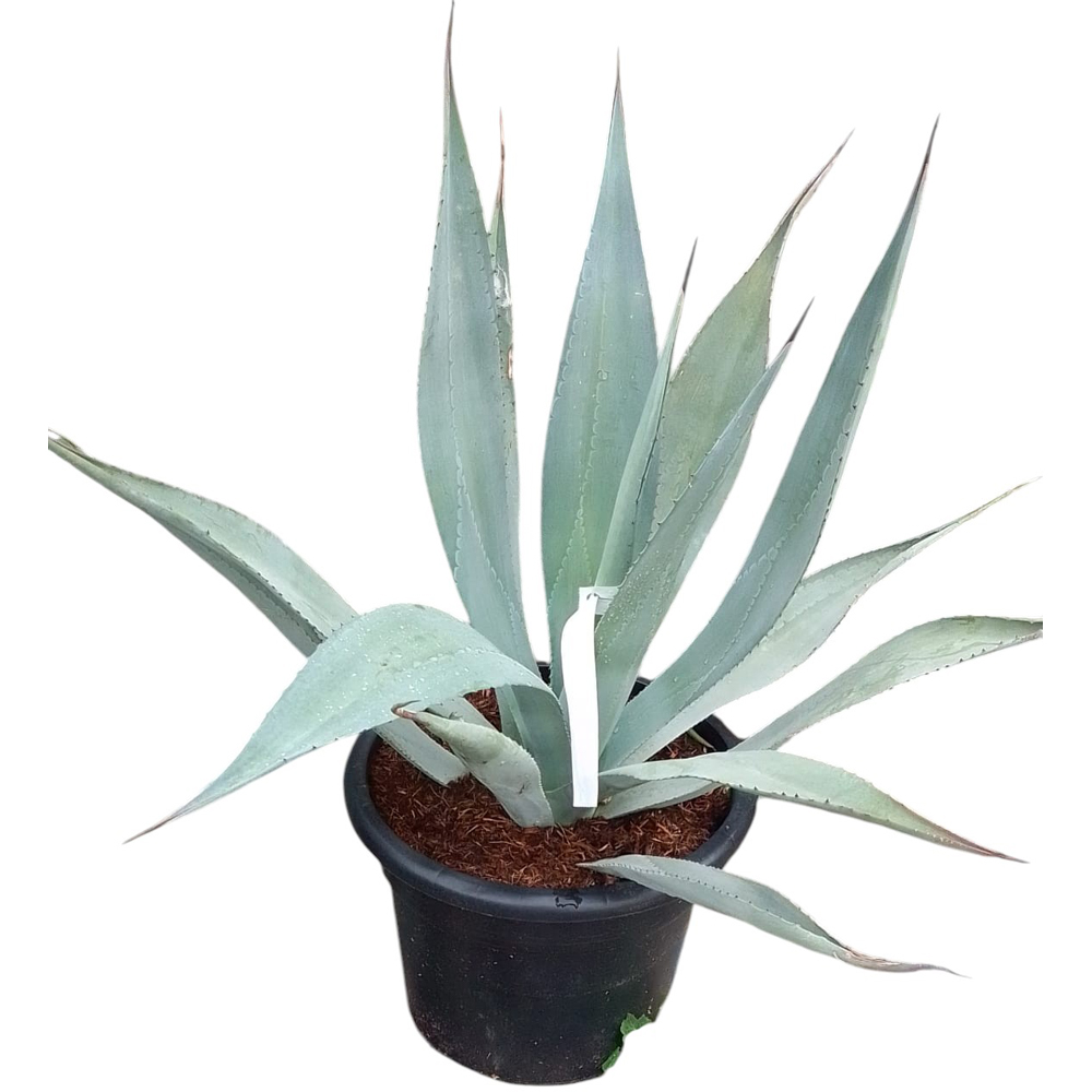 Agava mix (Agave mix), H 30 cm