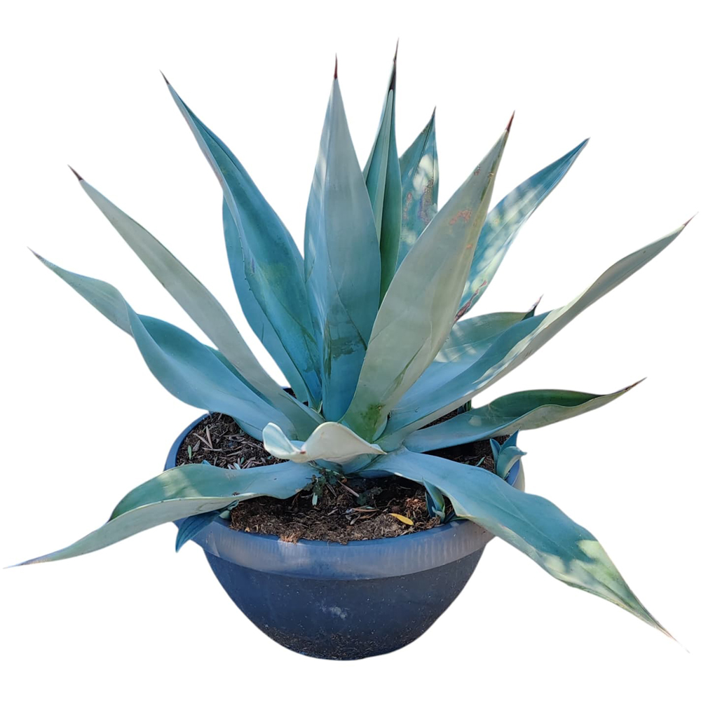Agava mix (Agave mix), H 100 cm