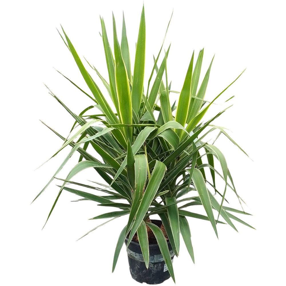 Yucca de interior (Yucca elephantipes), H 80 cm