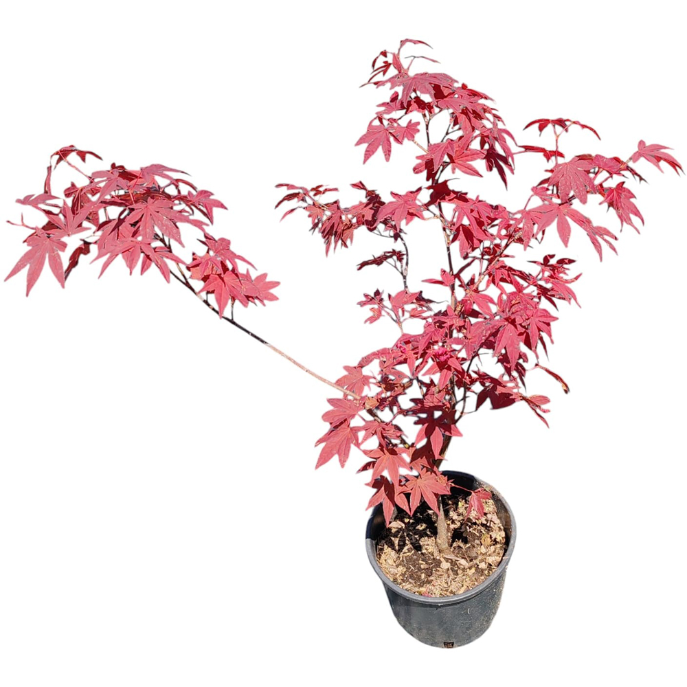 Artar japonez rosu (Acer Palmatum Atropurpureum), H 60 cm