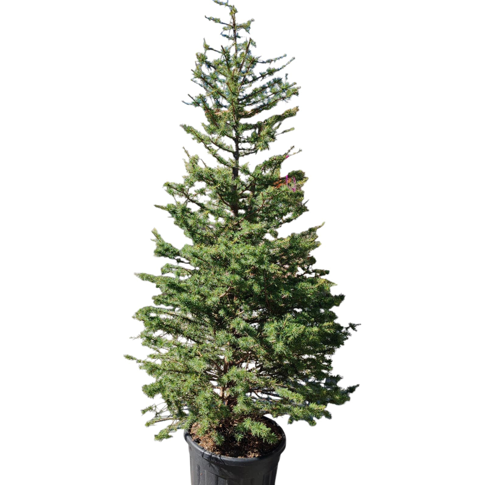 Cedru de Atlas (Cedrus Atlantica), H 250 cm