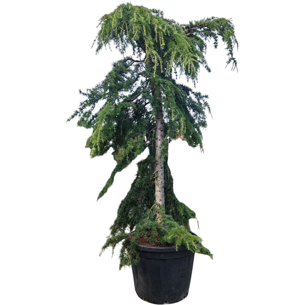 Cedru de Himalaya (Cedrus Deodara Pendula), H 200 cm