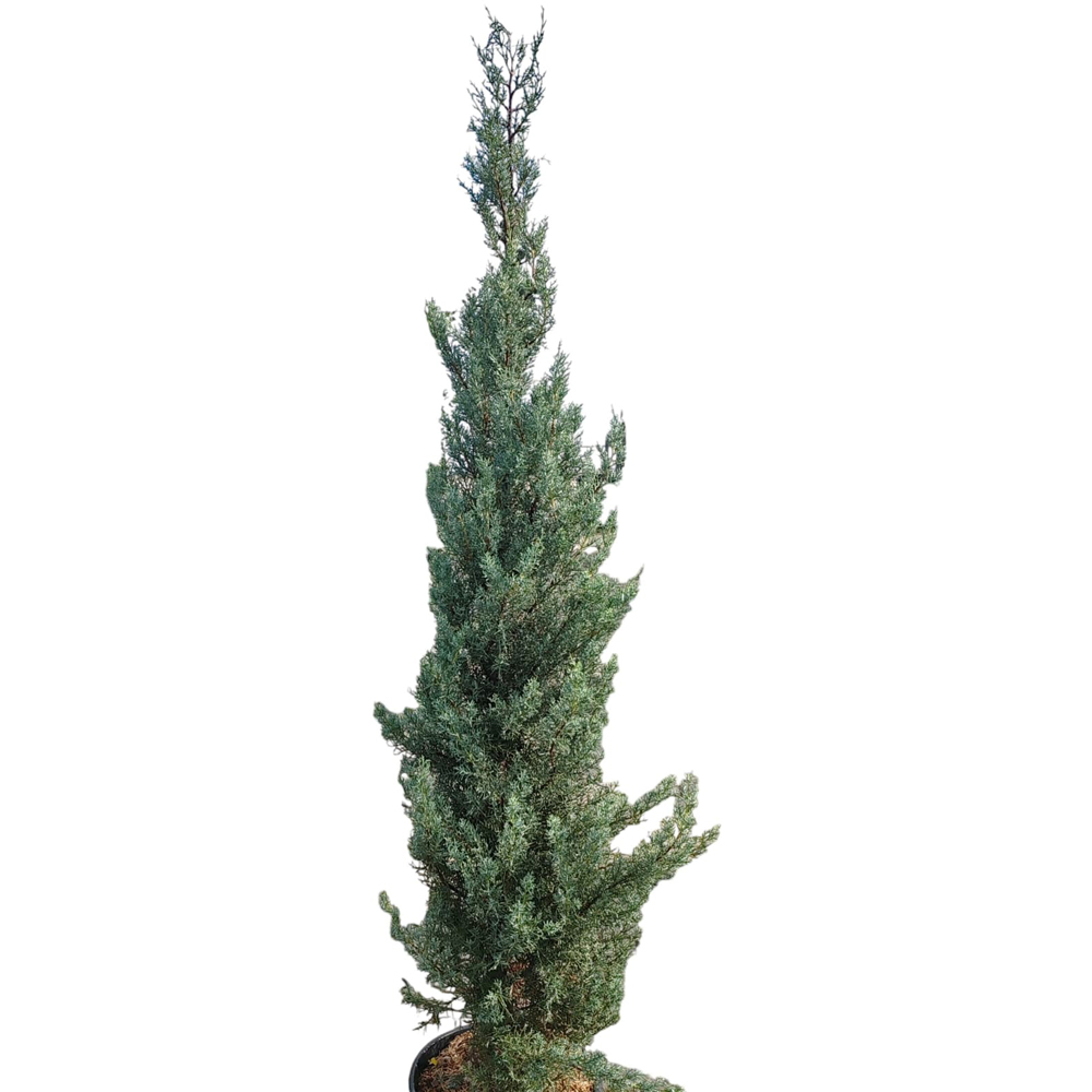 Chiparos de Arizona (Cupressus Arizonica Fastigiata), H 180 cm