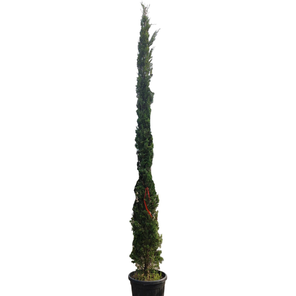 Chiparos italian (Cupressus Sempervirens Pyramidalis), H 300 cm
