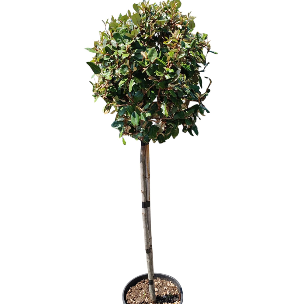 Salcioara vesnic verde (Elaeagnus Ebbingei), H 140 cm
